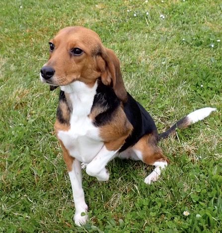 Rosi ehem. Maple, Hündin, 2 Jahre
