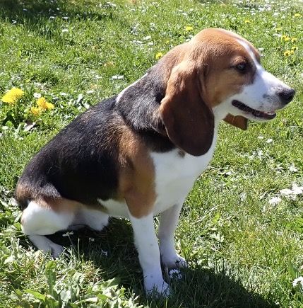 Odie, Rüde, 2 Jahre