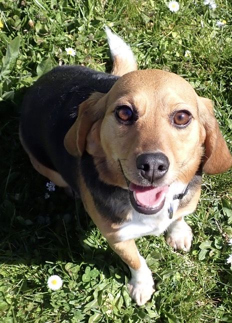 Pebbles, Hündin, 2 Jahre