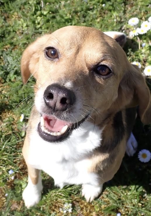 Penny, Hündin, 2 Jahre