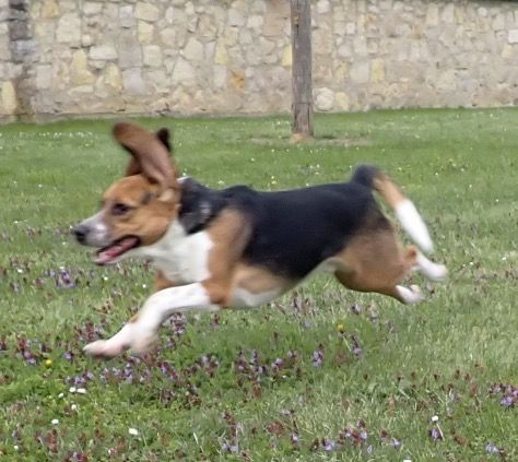 Popeye, Rüde, 2 Jahre