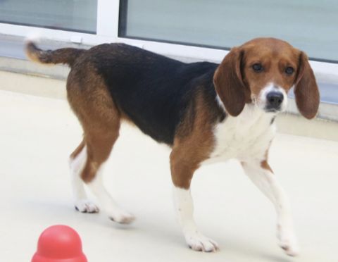 Ginny, Hündin, 3 Jahre