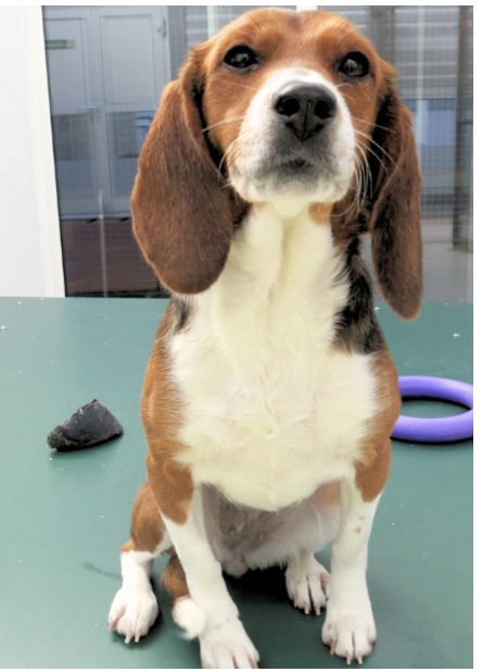 Ginny, Hündin, 3 Jahre