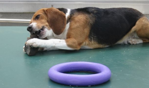 Fluffy, Hündin, 3 Jahre