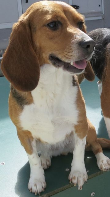 Fluffy, Hündin, 3 Jahre