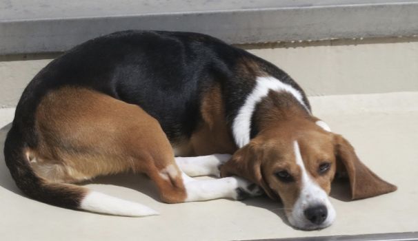 Fleur, Hündin, 3 Jahre