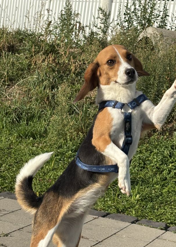 Bina, Hündin, 3 Jahre