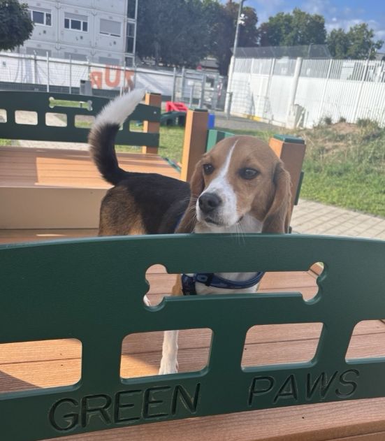 Bina, Hündin, 3 Jahre