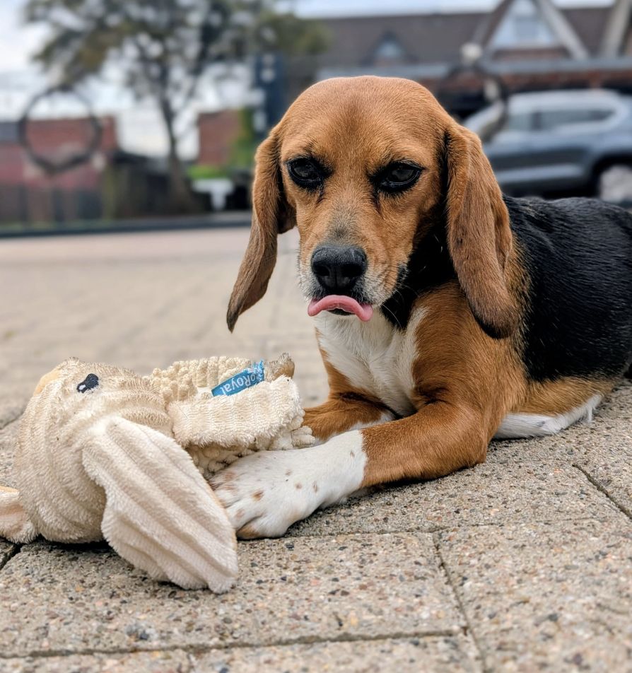  Cleo, Hündin, 3 Jahre