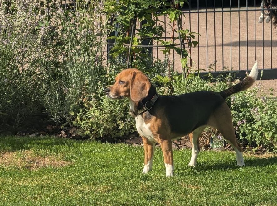  Cleo, Hündin, 3 Jahre