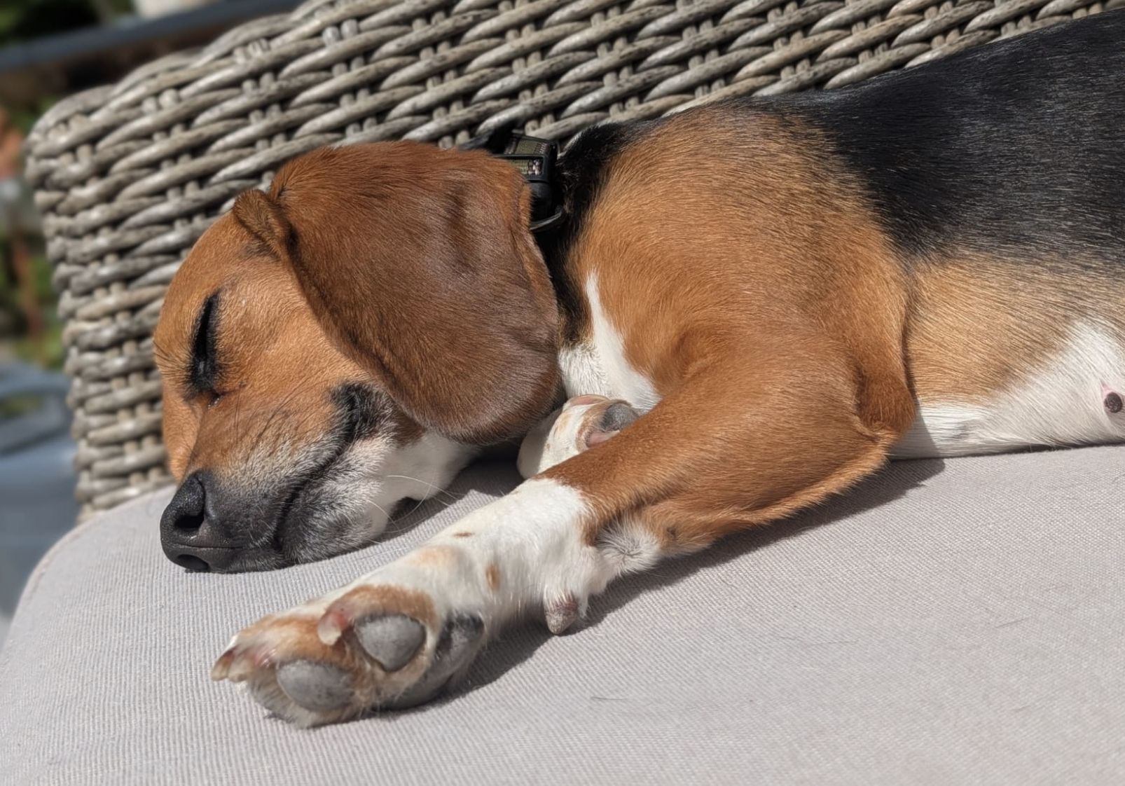  Cleo, Hündin, 3 Jahre