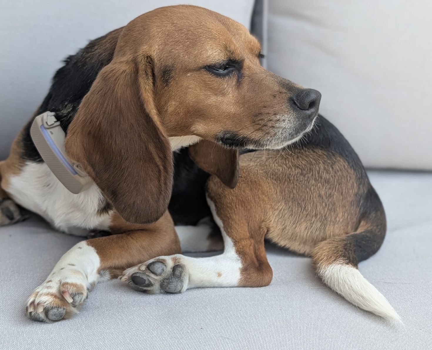  Cleo, Hündin, 3 Jahre