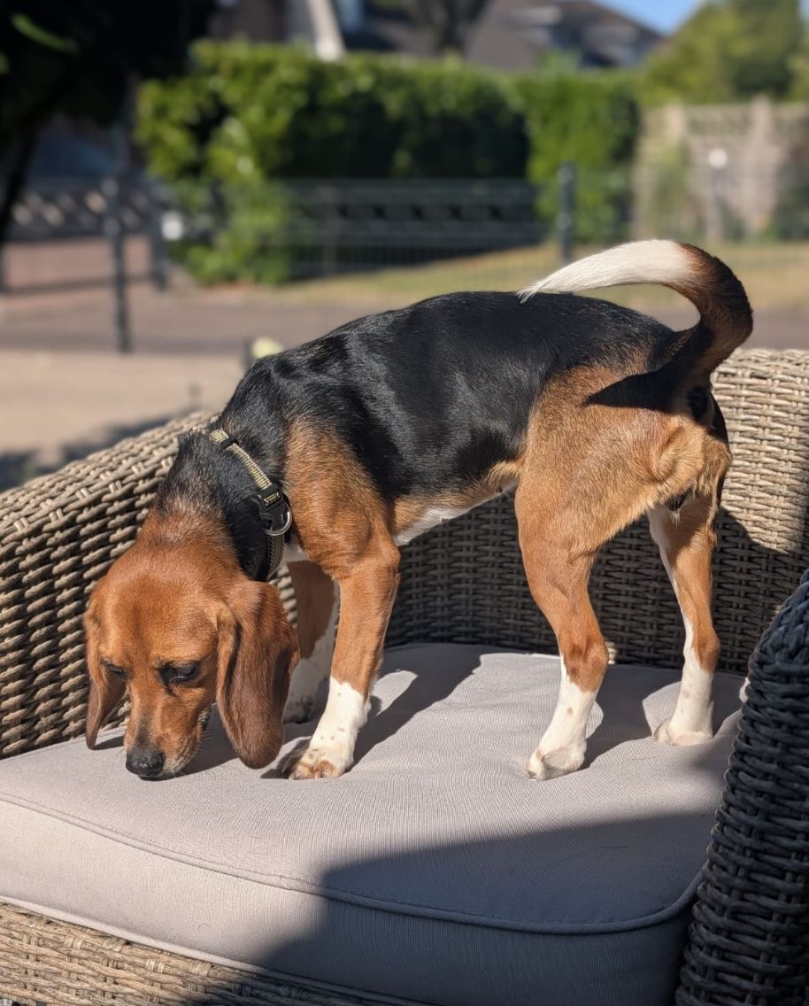  Cleo, Hündin, 3 Jahre