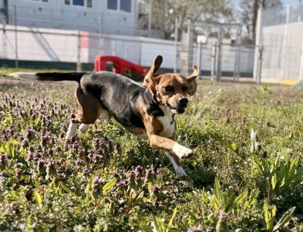 Cleo, Hündin, 3 Jahre