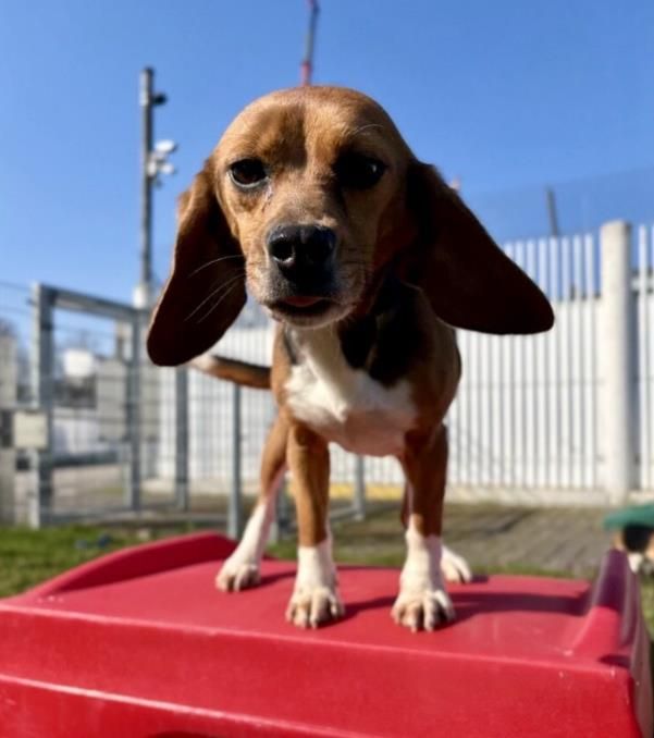  Cleo, Hündin, 3 Jahre