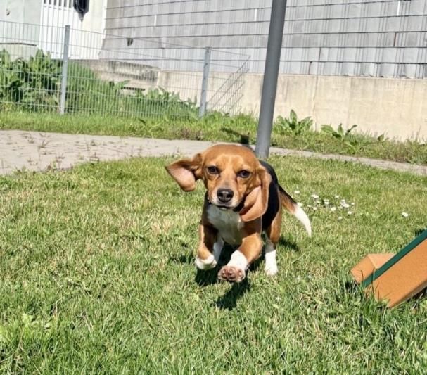 Cleo, Hündin, 3 Jahre