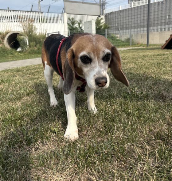 Lucy, Hündin, 5 Jahre