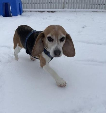 Lucy, Hündin, 5 Jahre