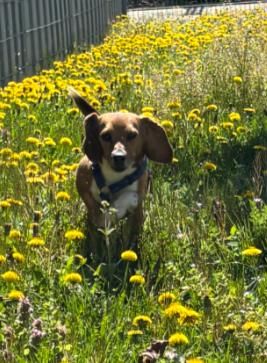 Luna, Hündin, 2 Jahre