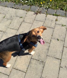 Luna, Hündin, 2 Jahre