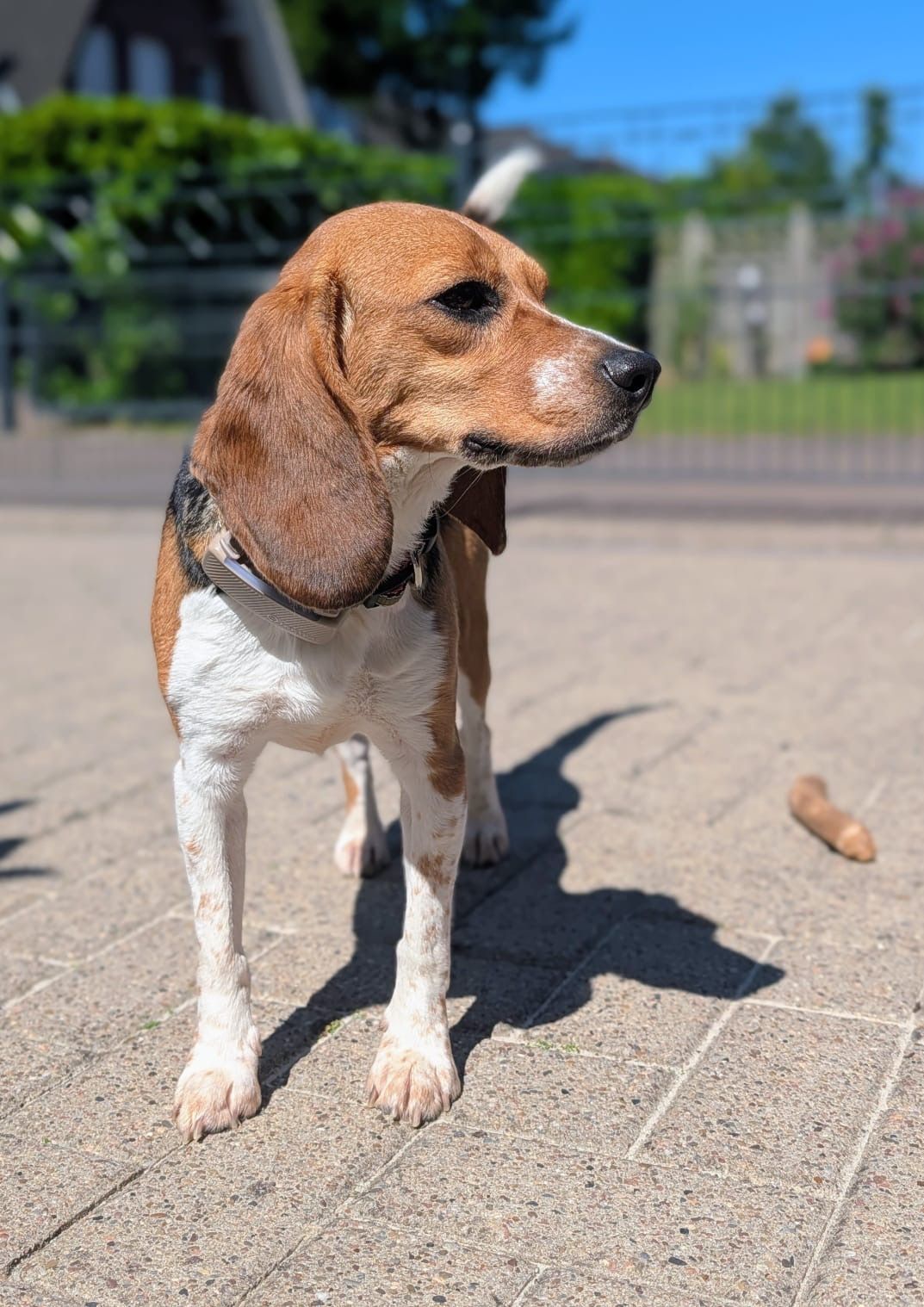 Milly, Hündin, 3 Jahre
