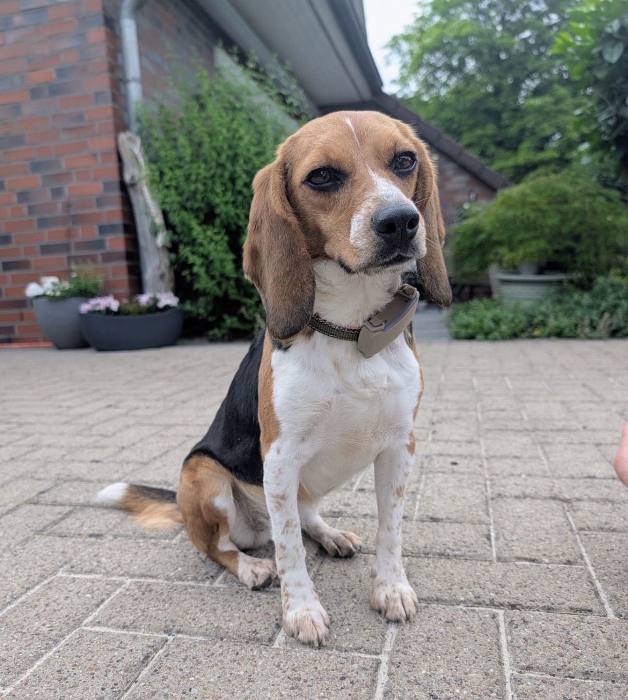 Milly, Hündin, 3 Jahre