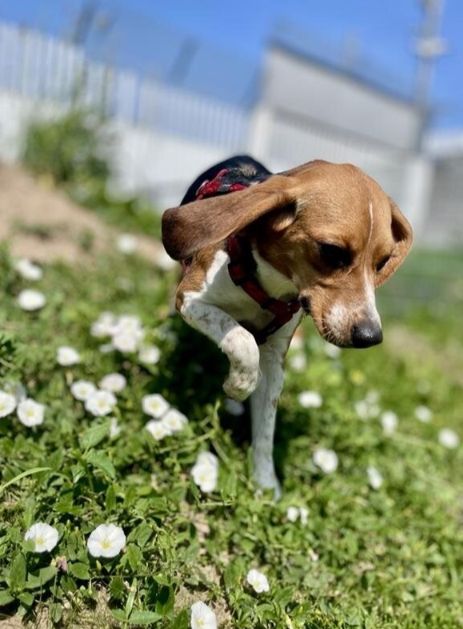 Milly, Hündin, 2 Jahre