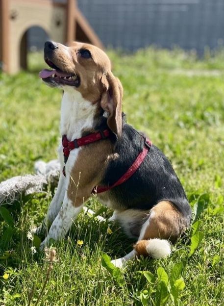 Milly, Hündin, 2 Jahre