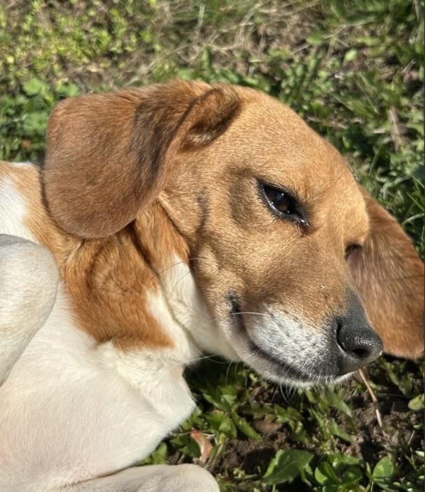 Susi, Hündin, 3 Jahre