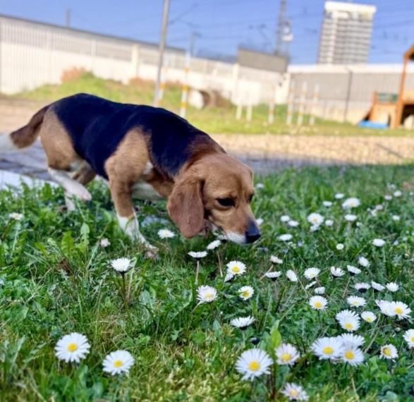 Susi, Hündin, 3 Jahre