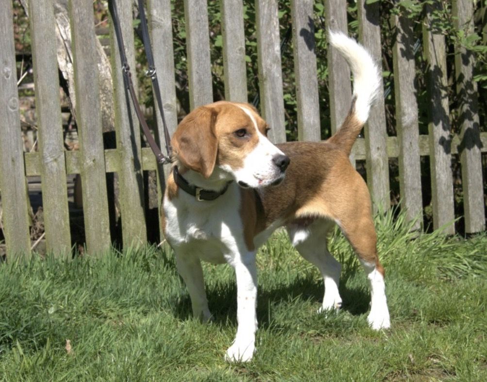 Milow, Rüde, 4 Jahre