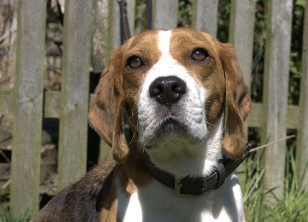 Milow, Rüde, 4 Jahre