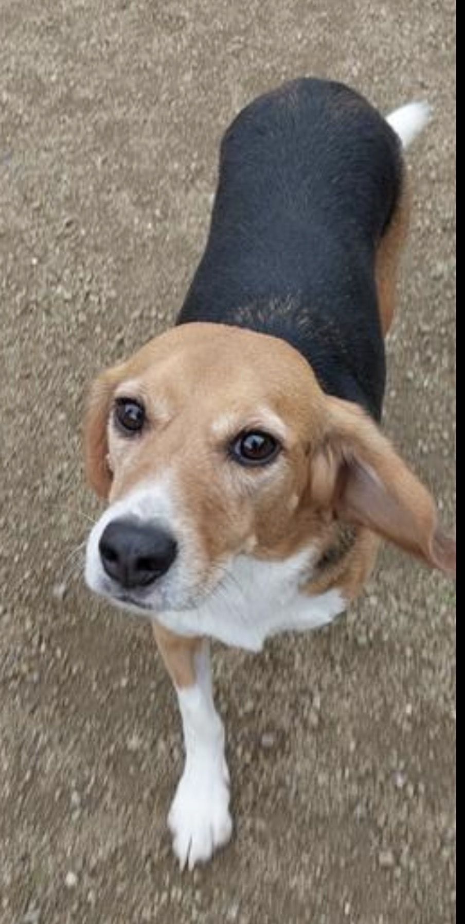 Skippy , Rüde, 3 Jahre
