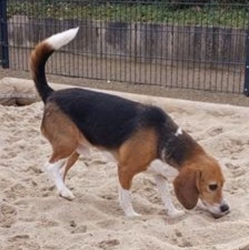 Skippy , Rüde, 3 Jahre