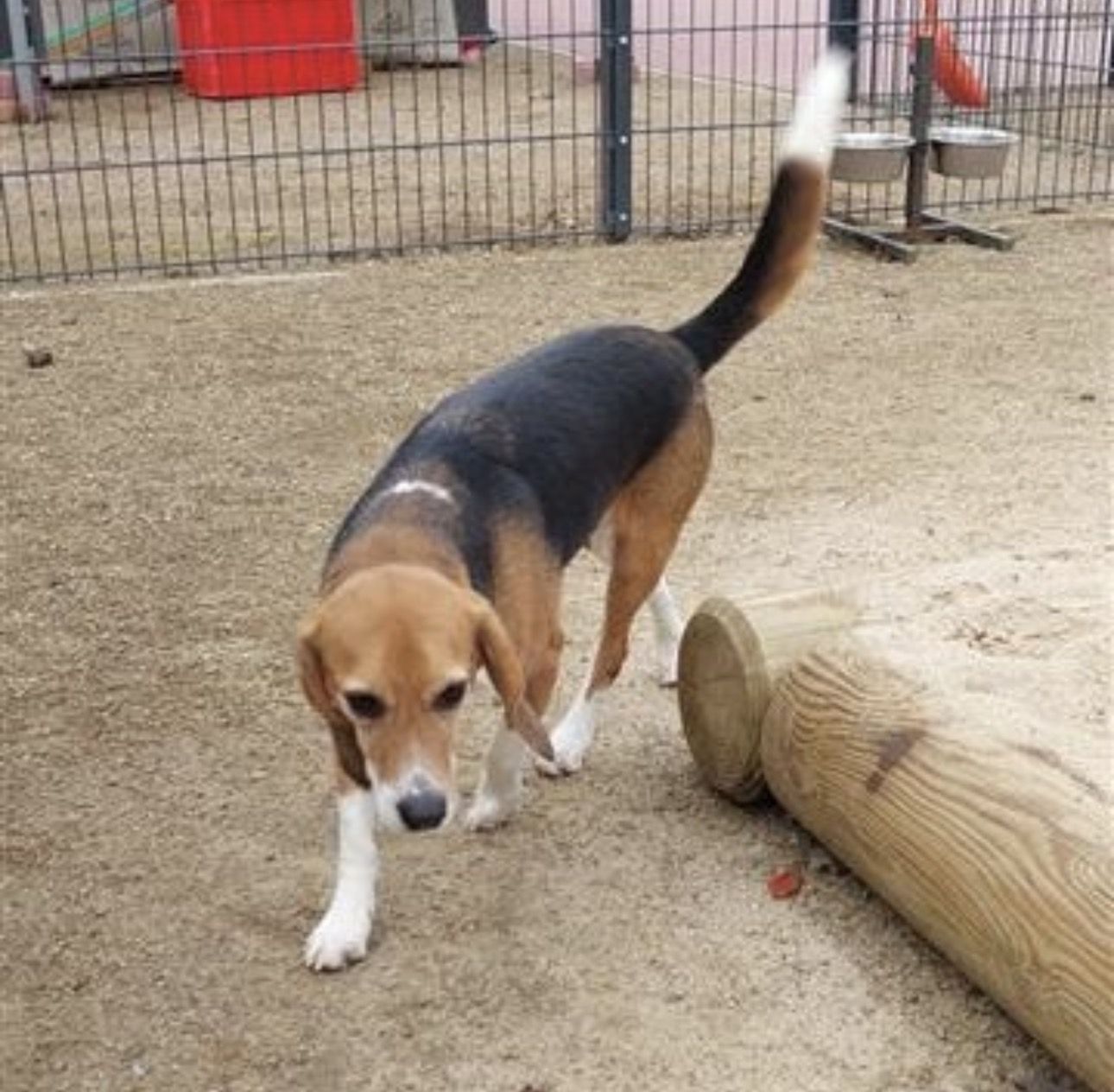Skippy , Rüde, 3 Jahre
