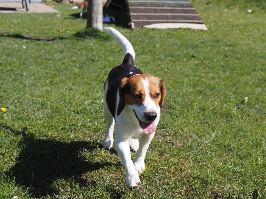 Alvaro , Rüde, 4 Jahre