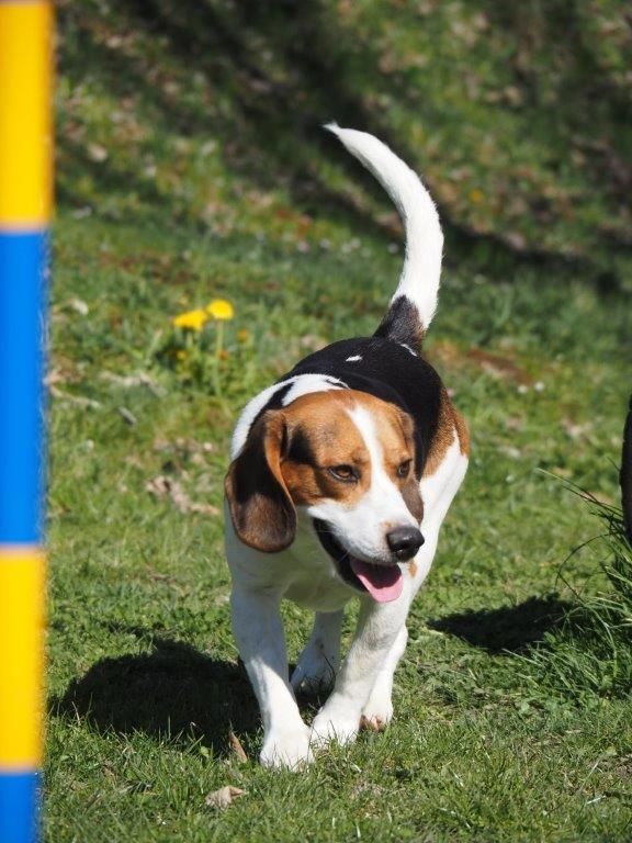 Alvaro , Rüde, 4 Jahre