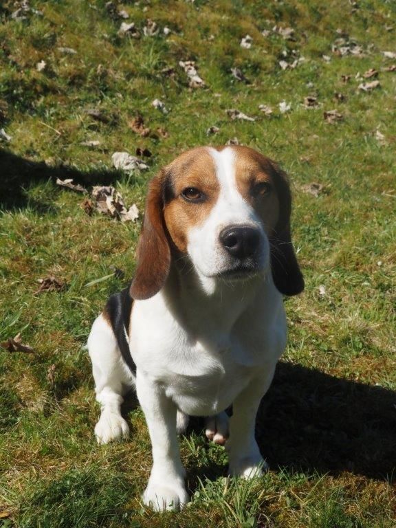 Alvaro , Rüde, 4 Jahre