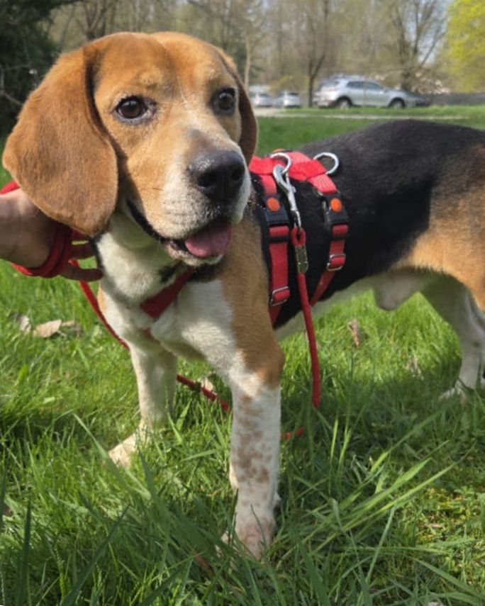 Bertie, Rüde, 1 Jahr