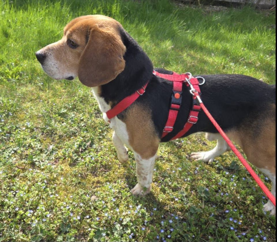 Bertie, Rüde, 1 Jahr