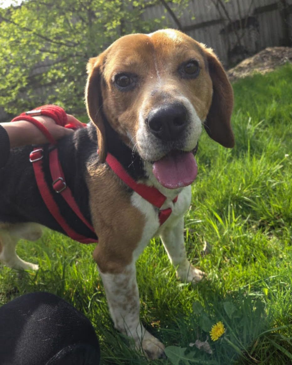 Bertie, Rüde, 1 Jahr