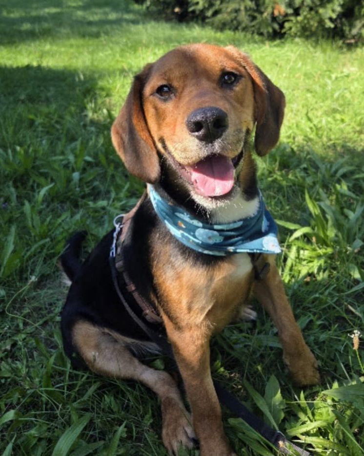 Bibie, Rüde, 1 Jahr