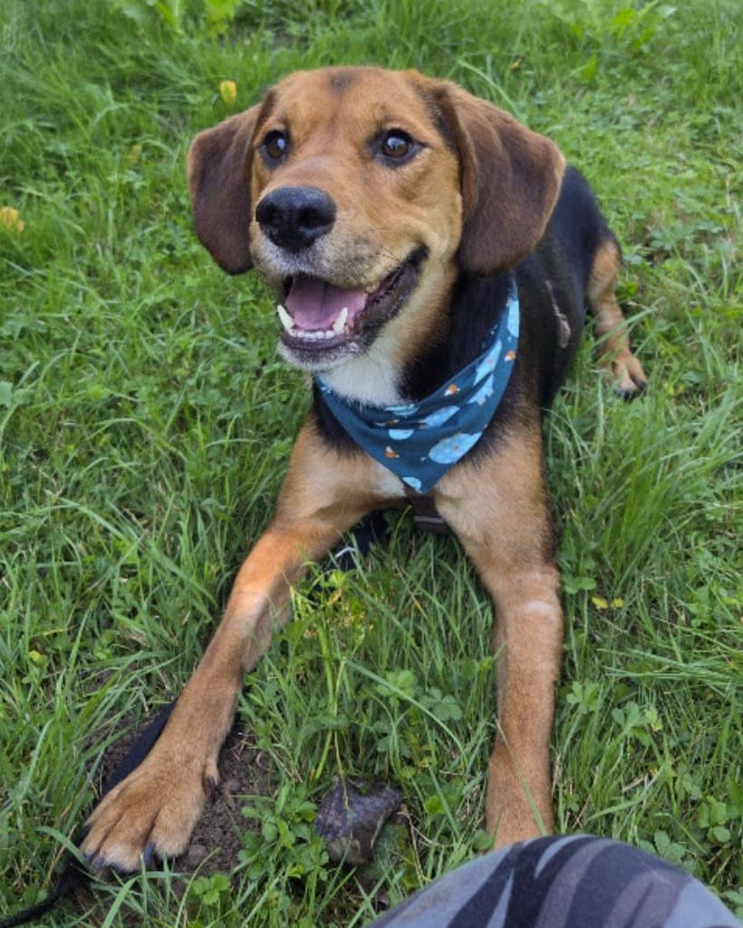 Bibie, Rüde, 1 Jahr