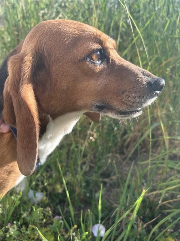 Ella, Hündin, 3 Jahre