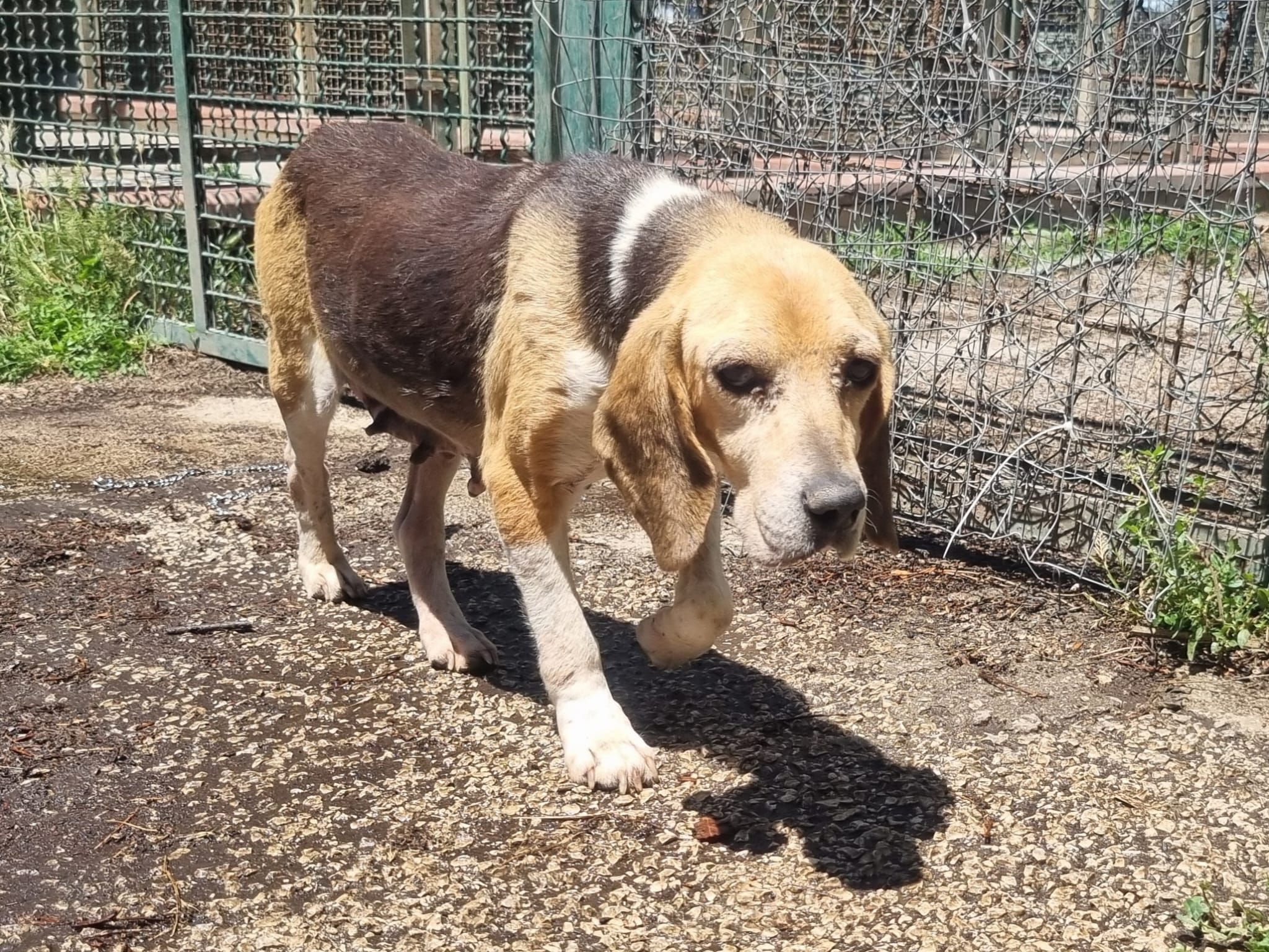 Gina, Hündin, 7 Jahre