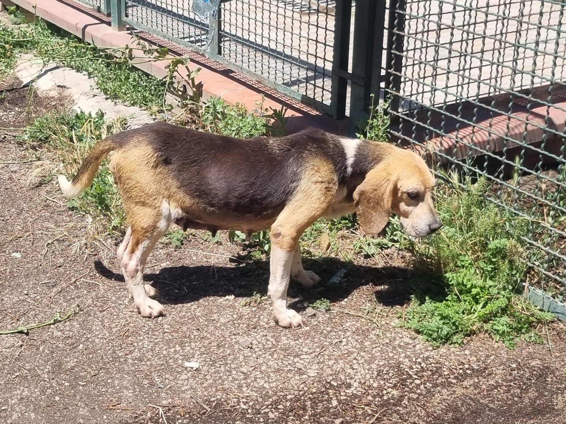 Gina, Hündin, 7 Jahre