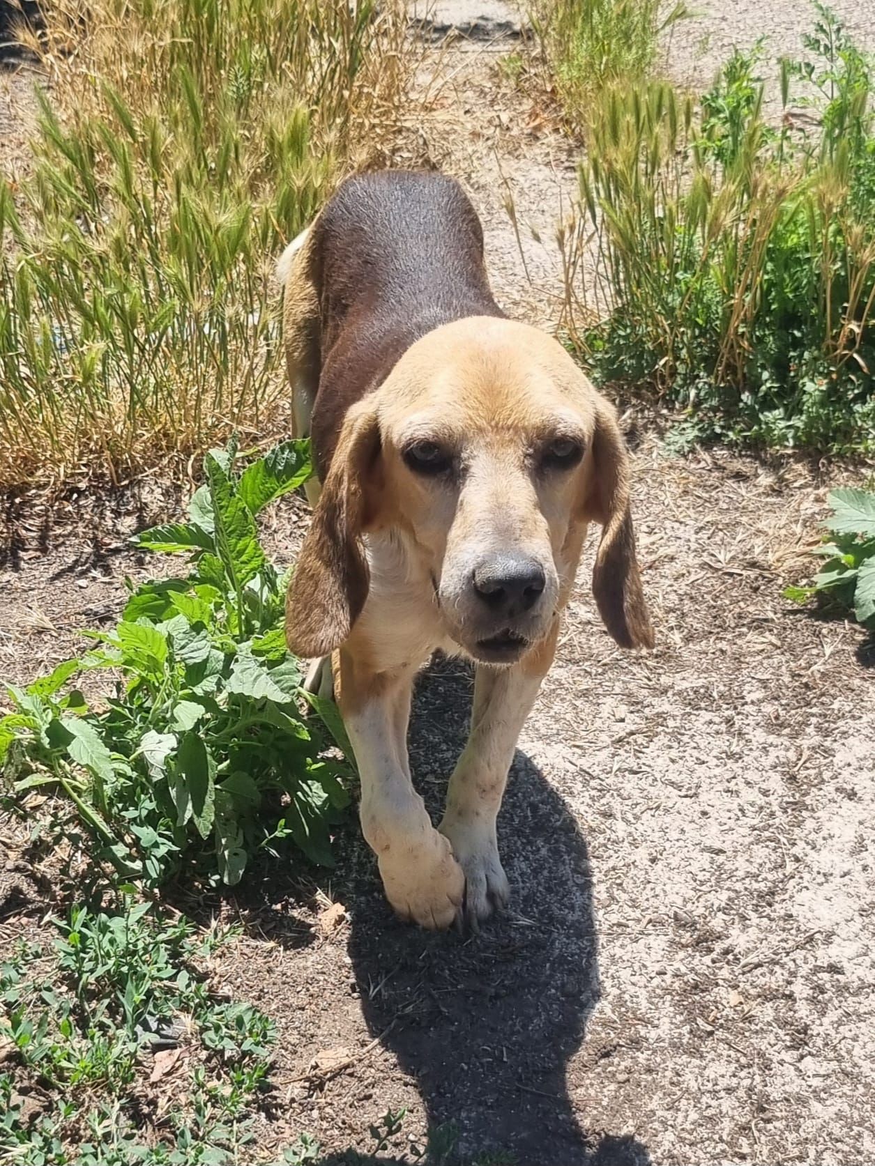 Gina, Hündin, 7 Jahre