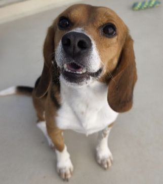Zeus, Rüde, 3 Jahre