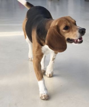 Zeus, Rüde, 3 Jahre