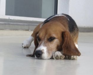 Odin, Rüde, 3 Jahre